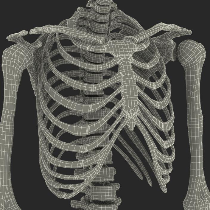 Human Male Skeleton 3D model