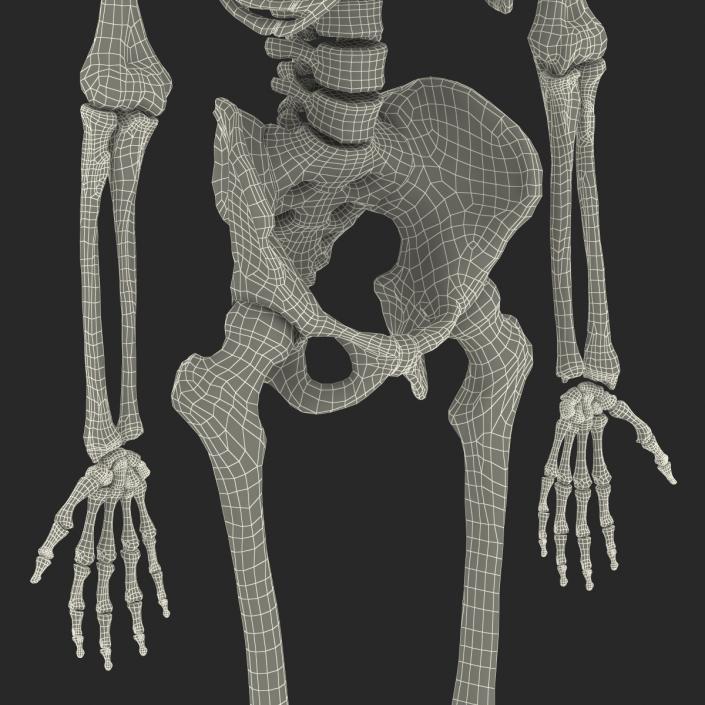 Human Male Skeleton 3D model