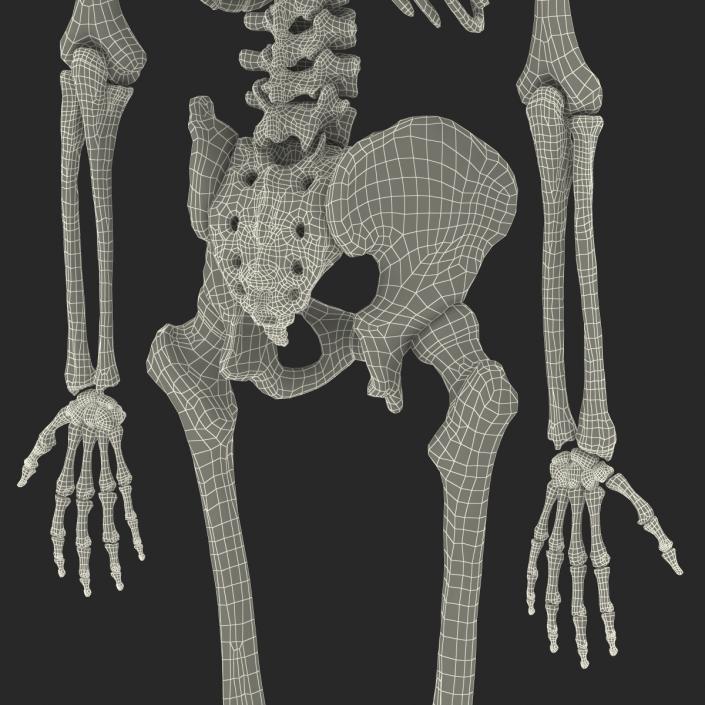 Human Male Skeleton 3D model