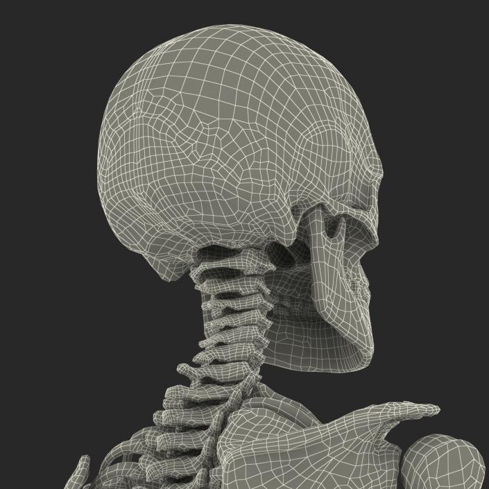 Human Male Skeleton 3D model