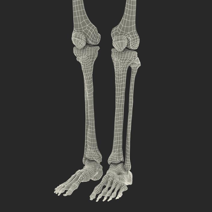 Human Male Skeleton 3D model