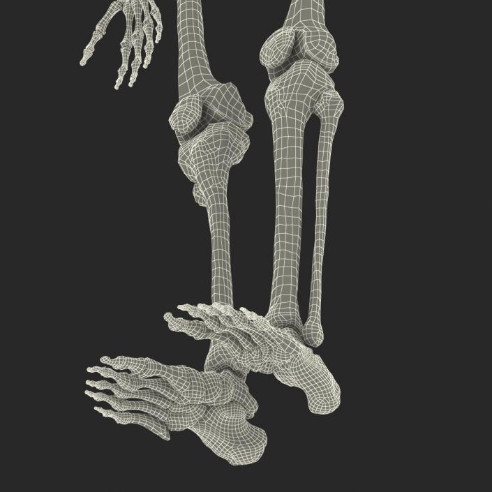 Human Male Skeleton 3D model