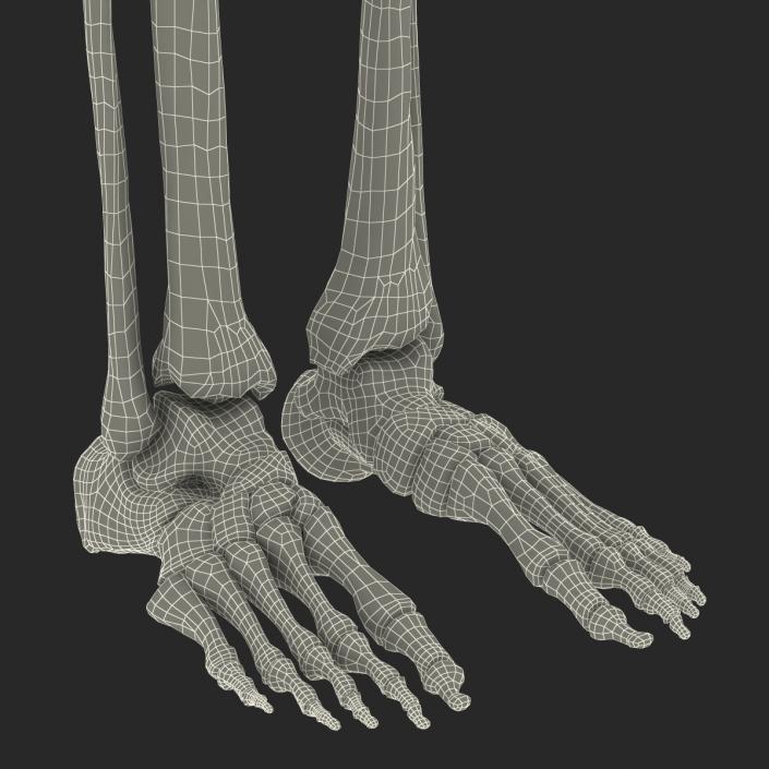 Human Male Skeleton 3D model