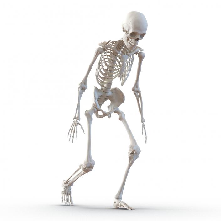 3D Human Male Skeleton Rigged