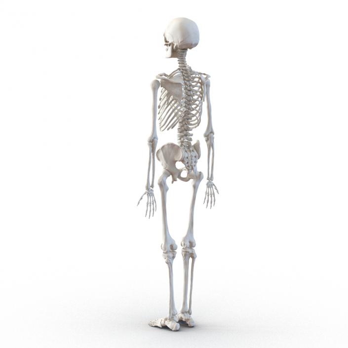 3D Human Male Skeleton Rigged