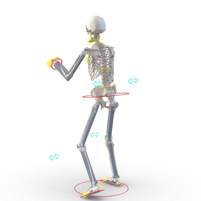 3D Human Male Skeleton Rigged