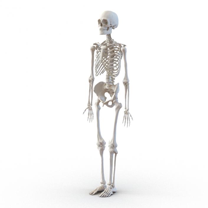 3D Human Male Skeleton Rigged