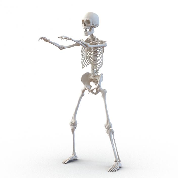 3D Human Male Skeleton Rigged