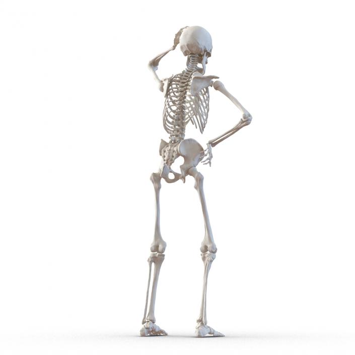 3D Human Male Skeleton Rigged