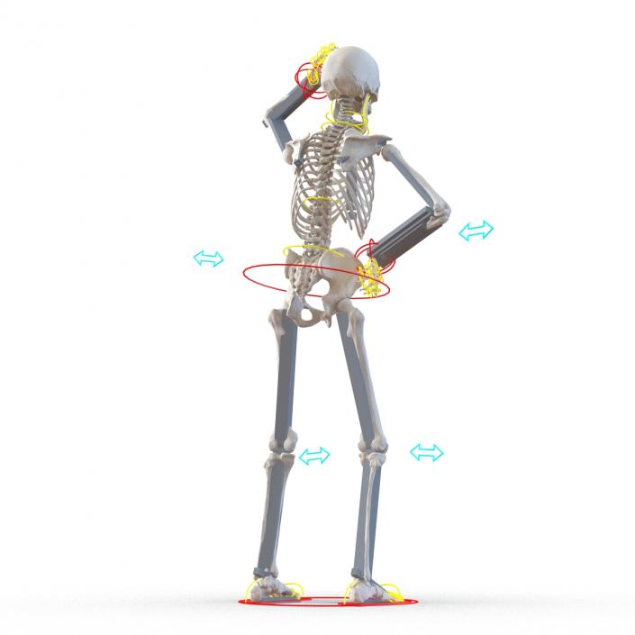 3D Human Male Skeleton Rigged