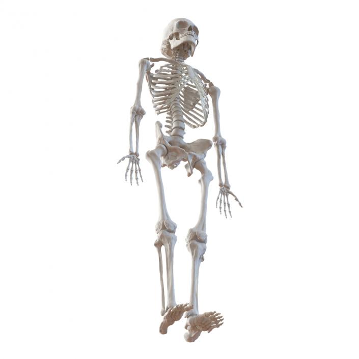 3D Human Male Skeleton Rigged