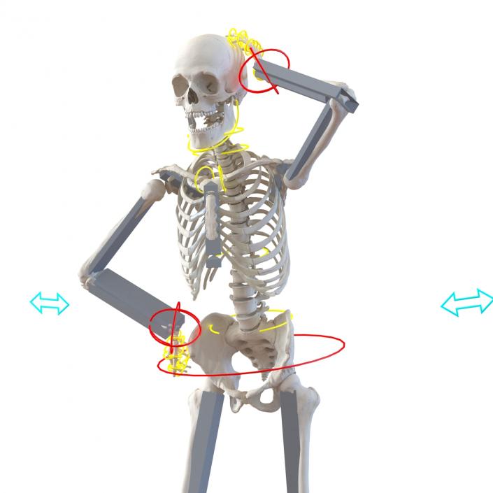 3D Human Male Skeleton Rigged