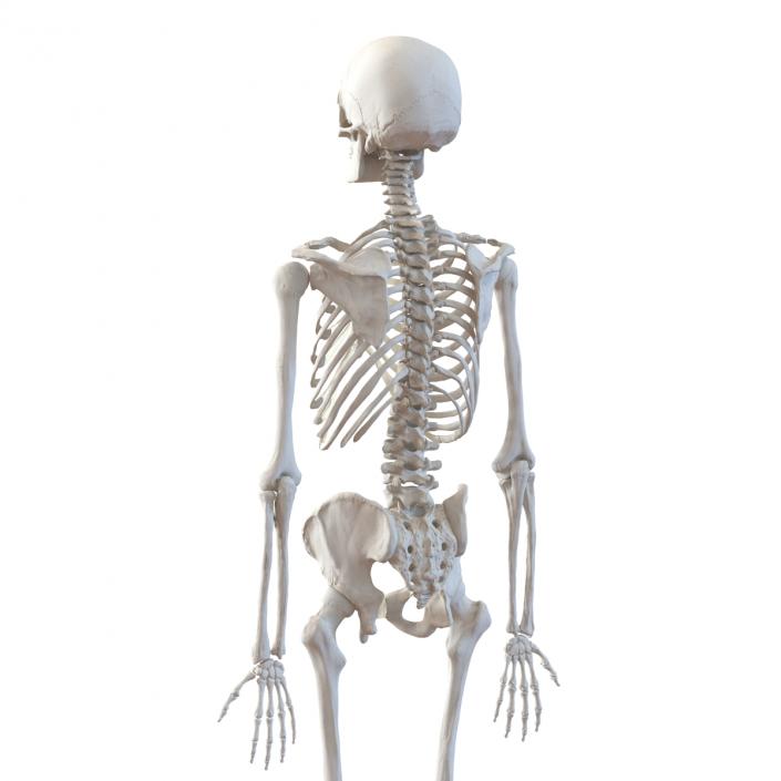 3D Human Male Skeleton Rigged