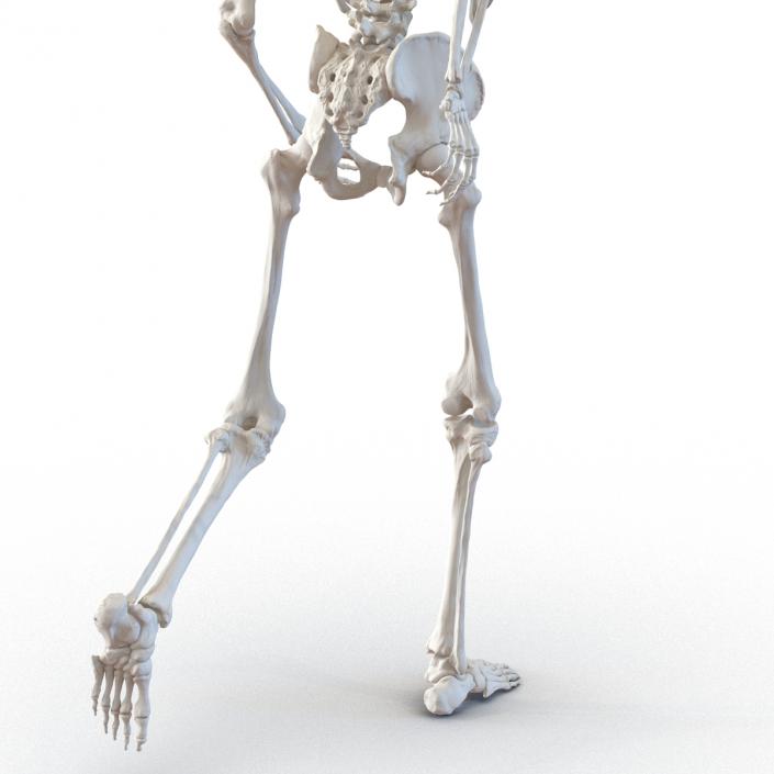 3D Human Male Skeleton Rigged