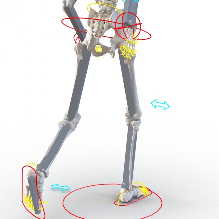 3D Human Male Skeleton Rigged