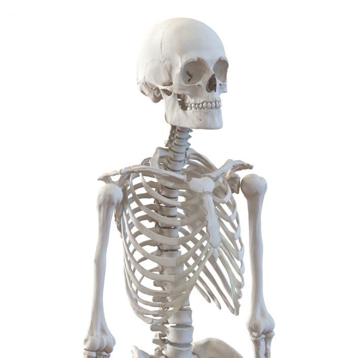 3D Human Male Skeleton Rigged