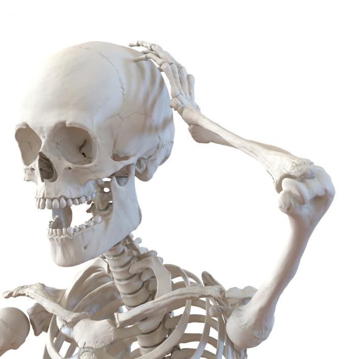 3D Human Male Skeleton Rigged