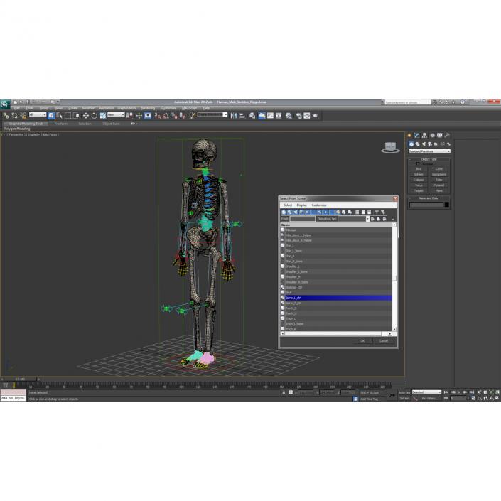 3D Human Male Skeleton Rigged