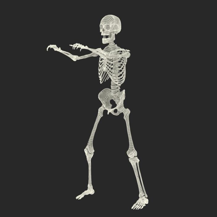 3D Human Male Skeleton Rigged