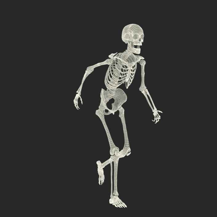 3D Human Male Skeleton Rigged