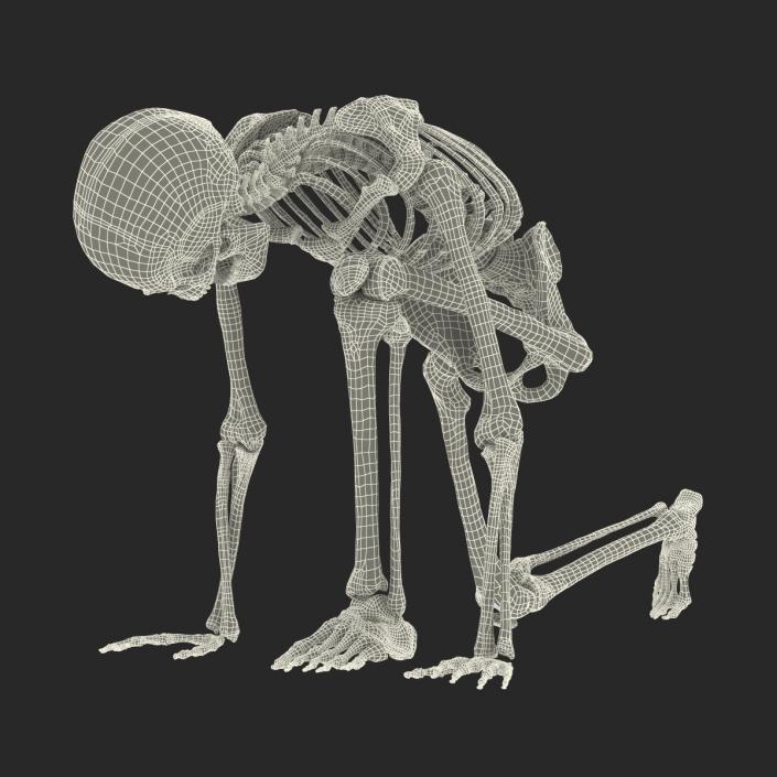 3D Human Male Skeleton Rigged