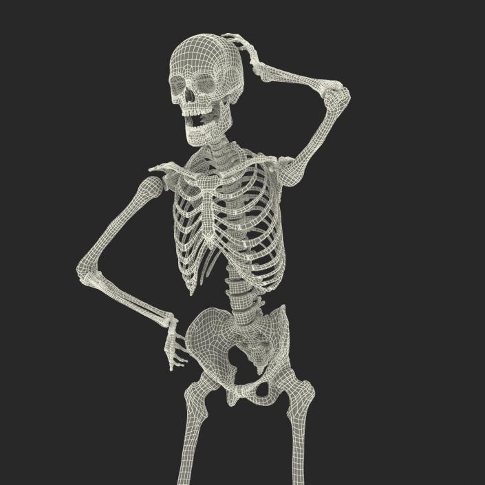 3D Human Male Skeleton Rigged