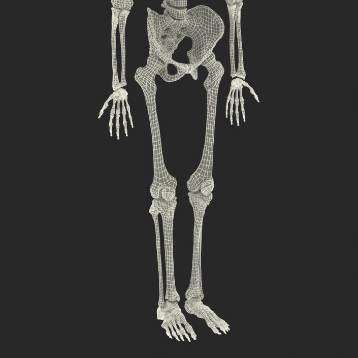 3D Human Male Skeleton Rigged