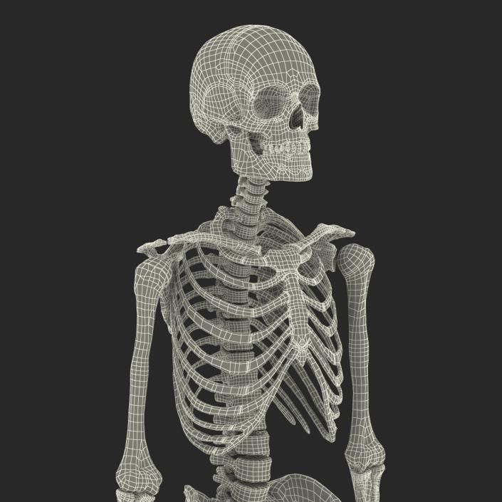 3D Human Male Skeleton Rigged