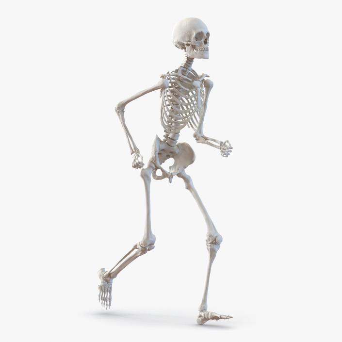 Human Male Skeleton Running Pose 3D