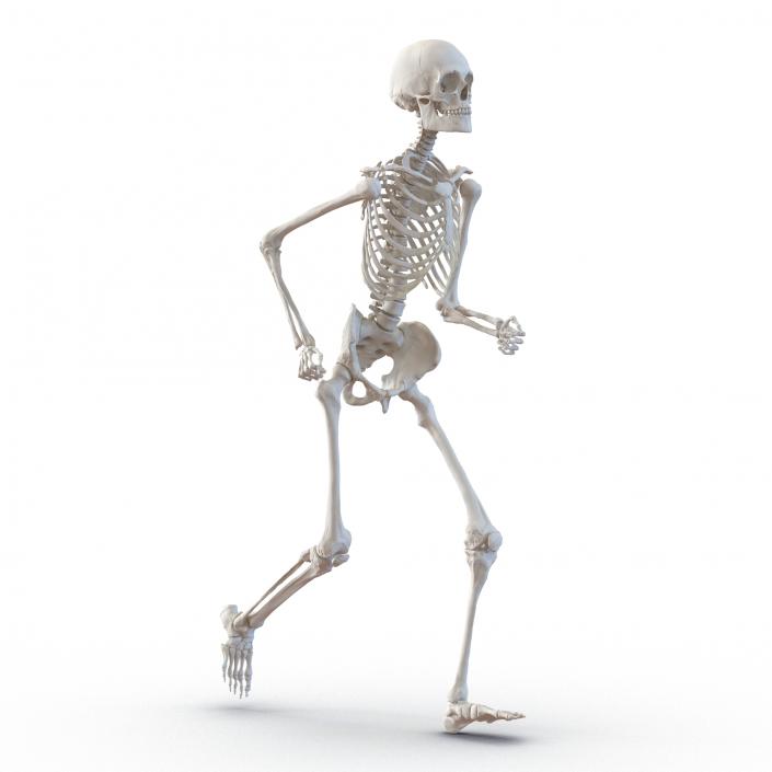 Human Male Skeleton Running Pose 3D