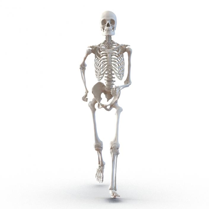 Human Male Skeleton Running Pose 3D