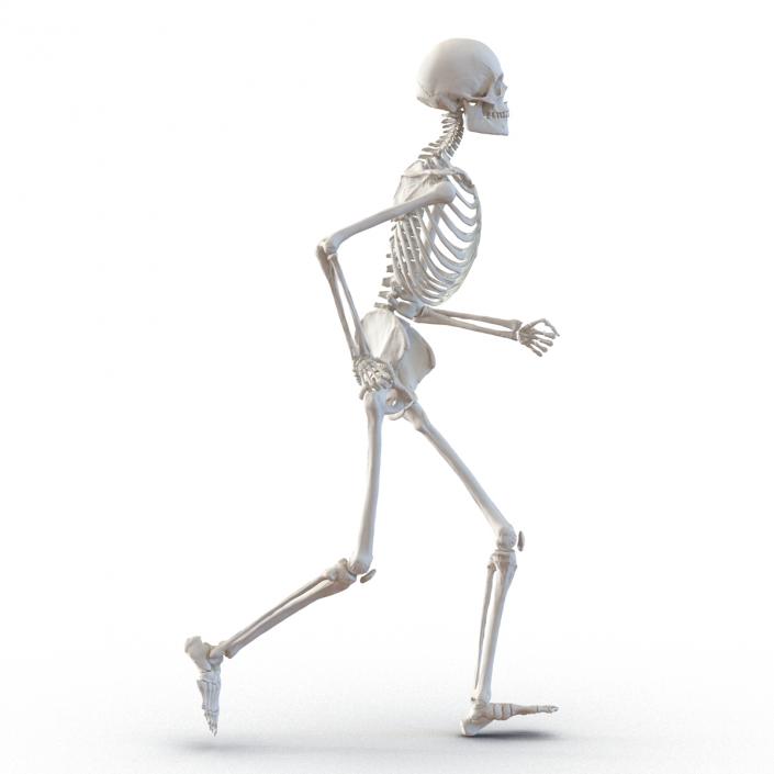 Human Male Skeleton Running Pose 3D