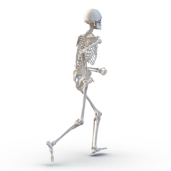 Human Male Skeleton Running Pose 3D