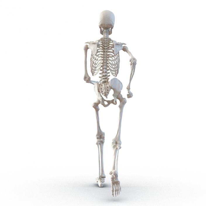 Human Male Skeleton Running Pose 3D