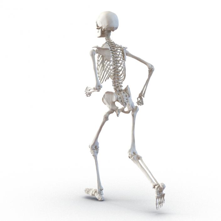 Human Male Skeleton Running Pose 3D