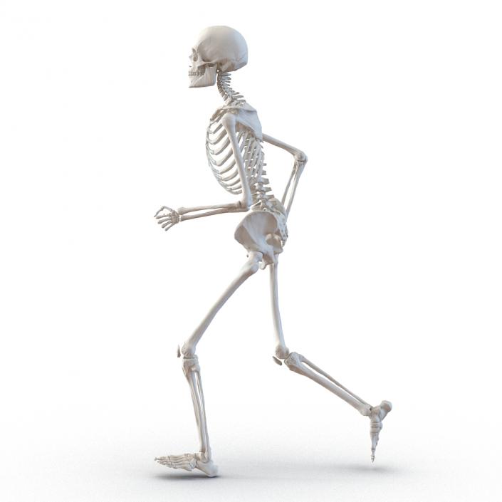 Human Male Skeleton Running Pose 3D