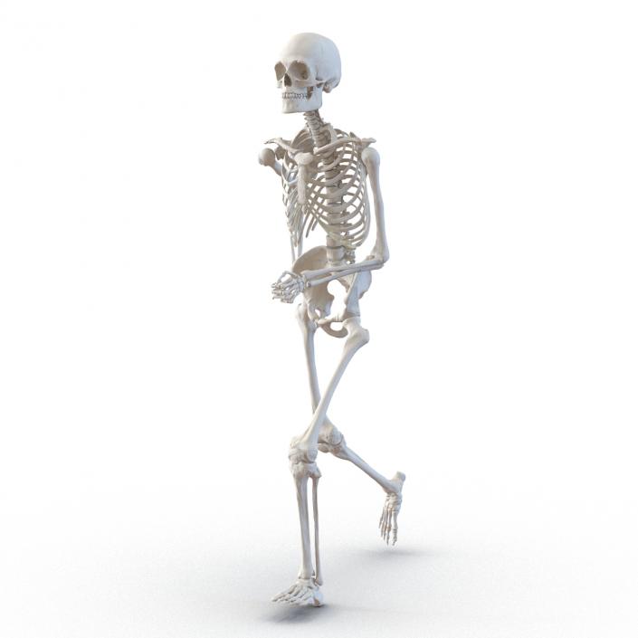 Human Male Skeleton Running Pose 3D