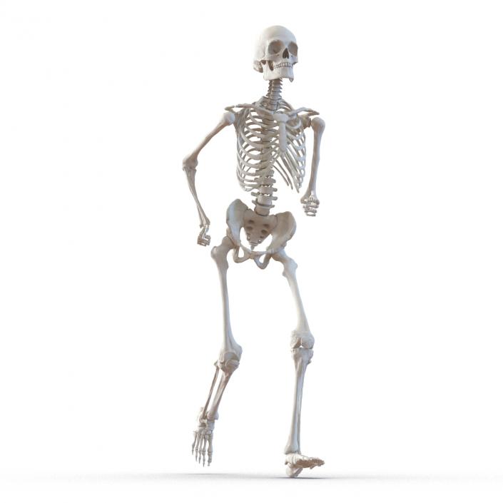 Human Male Skeleton Running Pose 3D