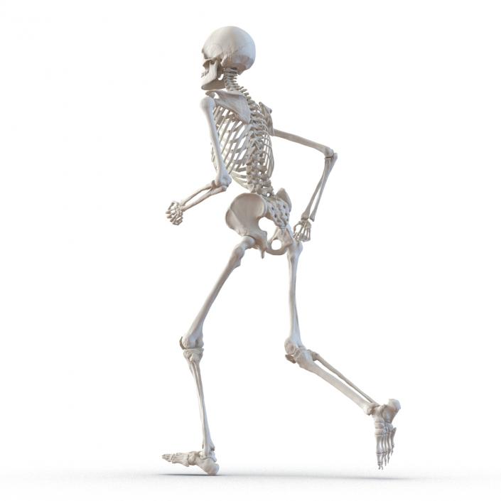 Human Male Skeleton Running Pose 3D