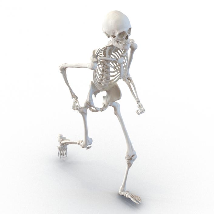 Human Male Skeleton Running Pose 3D