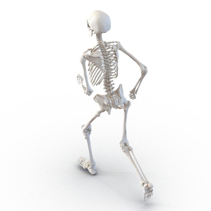 Human Male Skeleton Running Pose 3D