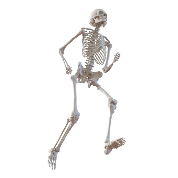 Human Male Skeleton Running Pose 3D