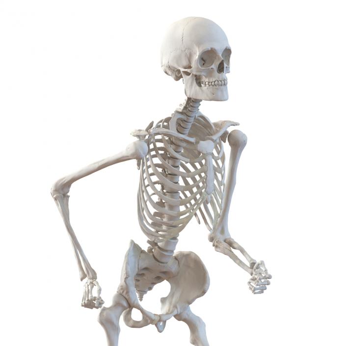 Human Male Skeleton Running Pose 3D