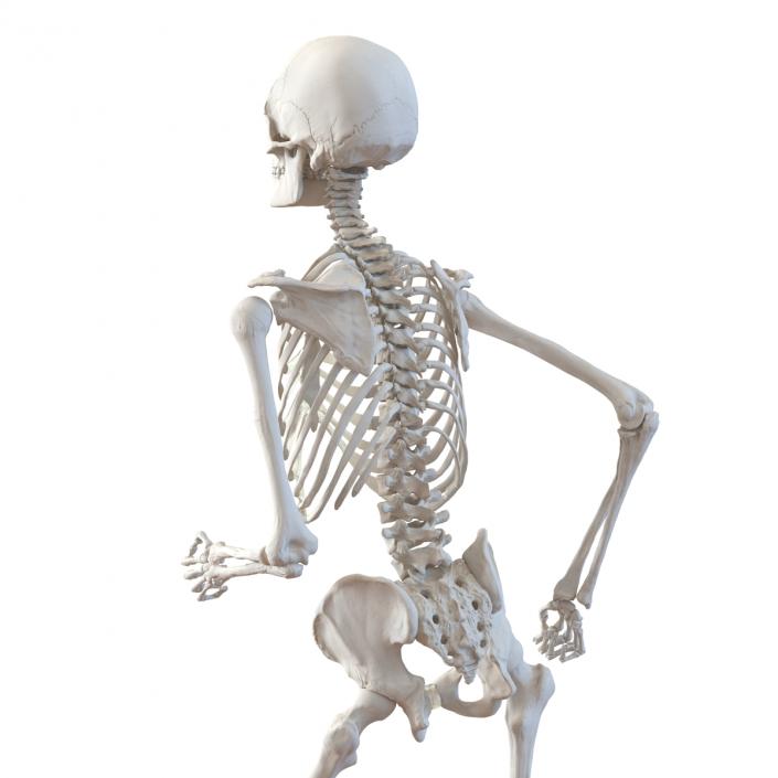 Human Male Skeleton Running Pose 3D