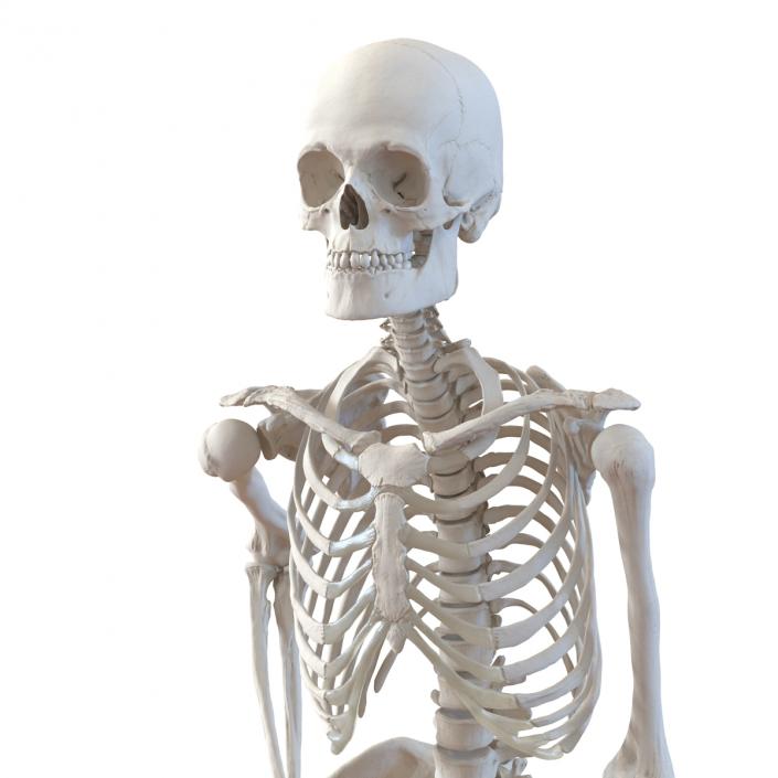 Human Male Skeleton Running Pose 3D