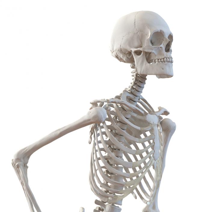 Human Male Skeleton Running Pose 3D