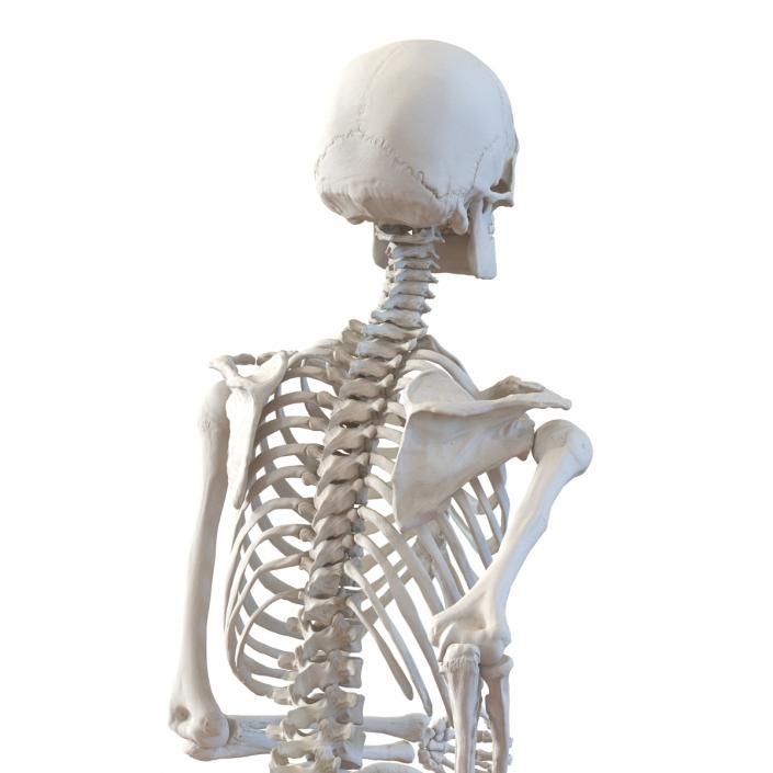 Human Male Skeleton Running Pose 3D