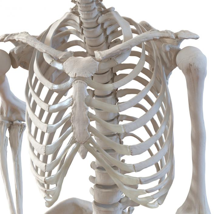 Human Male Skeleton Running Pose 3D