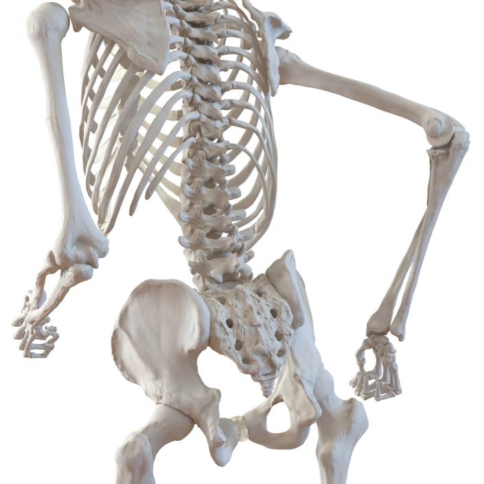 Human Male Skeleton Running Pose 3D