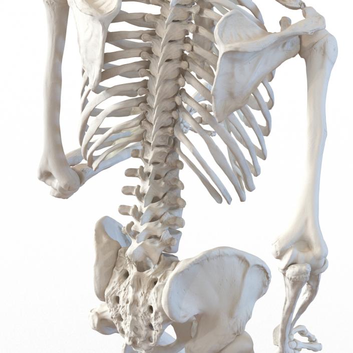 Human Male Skeleton Running Pose 3D